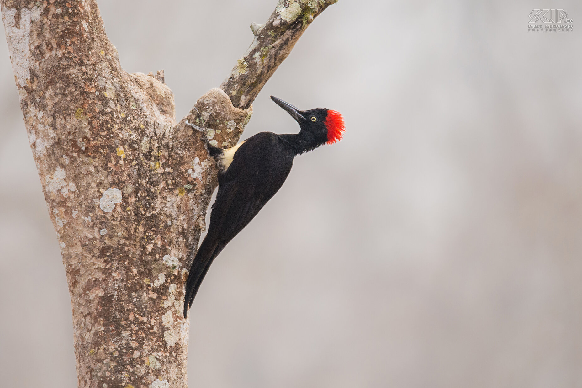 Kabini - Witbuikspecht De witbuikspecht (Dryocopus javensis) komt voor in de groene wouden in het zuiden van India. Stefan Cruysberghs